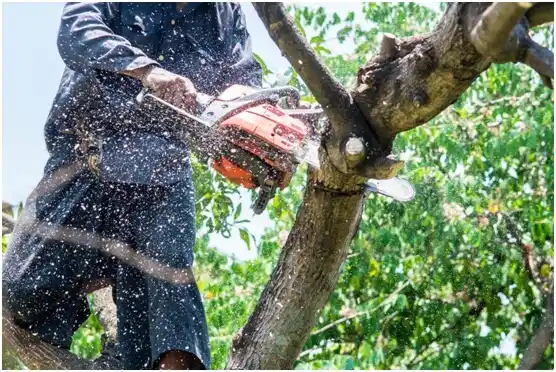 tree services Lake Roesiger